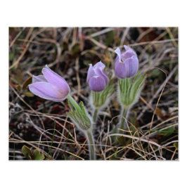 Prairie Crocus Fotodruck