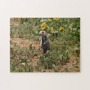 Prairie Dog