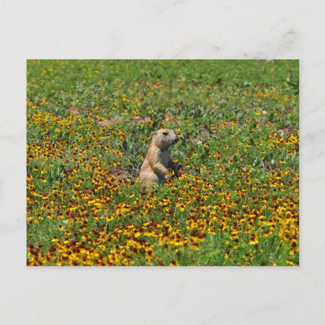 Prairie Dog bei Blume Postkarte (Vorderseite)