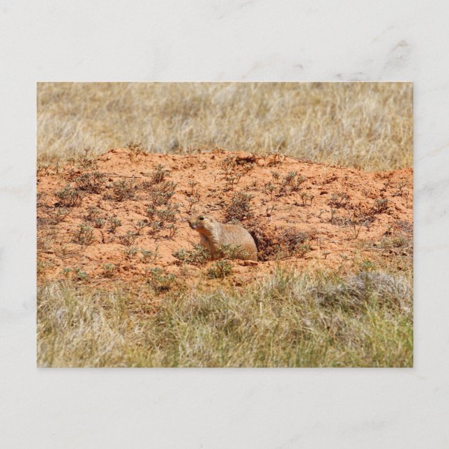 Prairie Dog, Devil's Tower National Monument, WY Postkarte (Vorderseite)