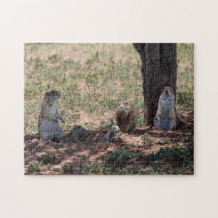 Prairie Dog Family