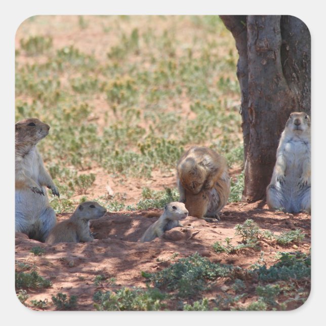 Prairie Dog Family Quadratischer Aufkleber (Vorderseite)