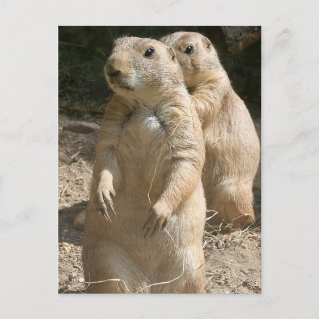 Prairie Dog Foto Postcard Postkarte (Vorderseite)