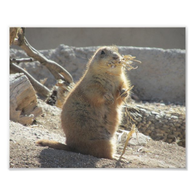 Prairie Dog Foto Print (Vorne)