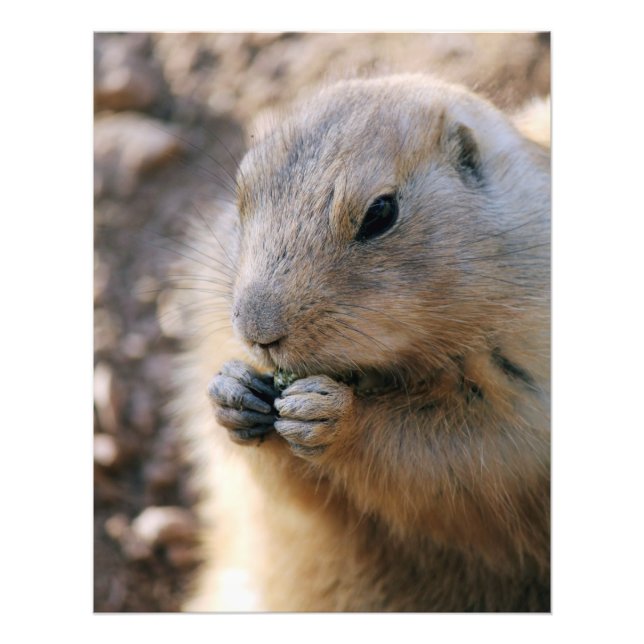 Prairie Dog Fotodruck (Vorne)