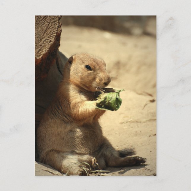 Prairie Dog Hangout Postcard Postkarte (Vorderseite)