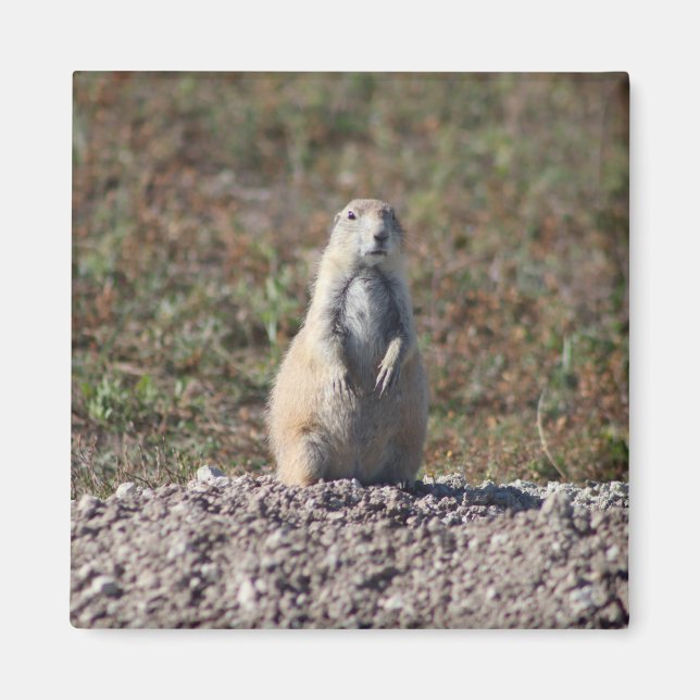 Prairie Dog im Badlands National Park, Interior SD Magnet (Vorne)
