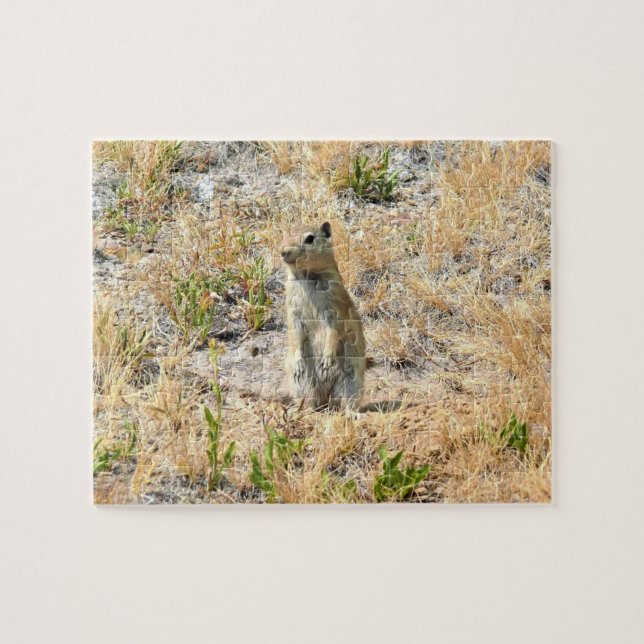 Prairie Dog in Yosemite, CA (Horizontal)