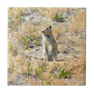 Prairie Dog in Yosemite, CA Fliese