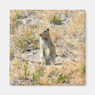 Prairie Dog in Yosemite, CA Magnet