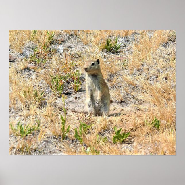 Prairie Dog in Yosemite, CA Poster (Vorne)