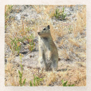 Prairie Dog in Yosemite, Kalifornien Glasuntersetzer