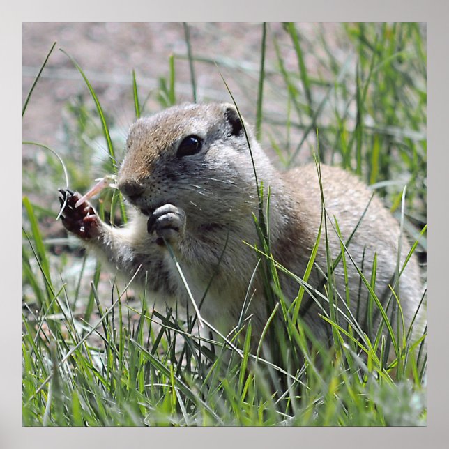 Prairie Dog Mittagspause Poster (Vorne)