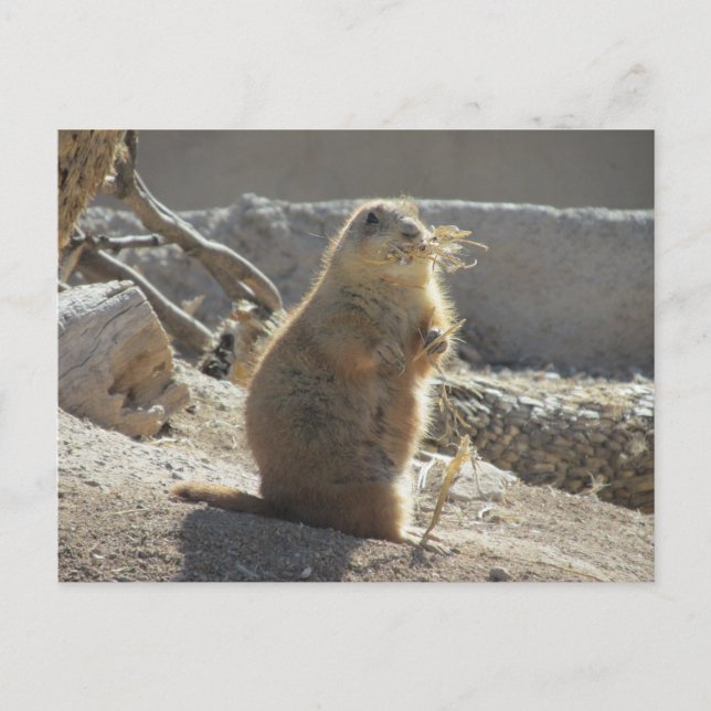 Prairie Dog Postcard Postkarte (Vorderseite)