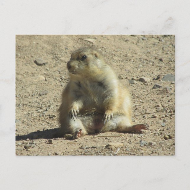 Prairie Dog Postcard Postkarte (Vorderseite)