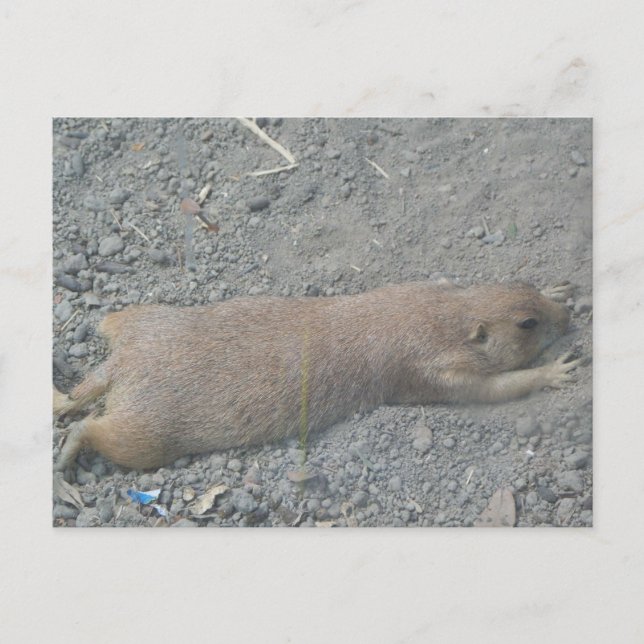 Prairie Dog Postkarte (Vorderseite)