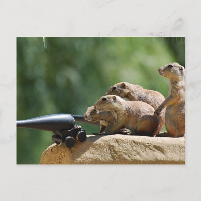 Prairie Dog Soldiers Postcard Postkarte (Vorderseite)