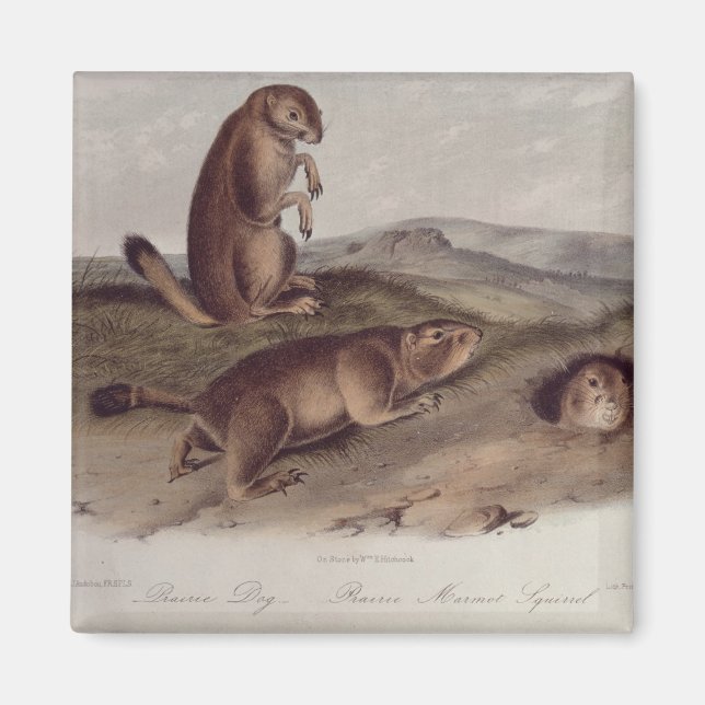 Prairie Dog von "Quadrupeds of North America" Magnet (Vorne)