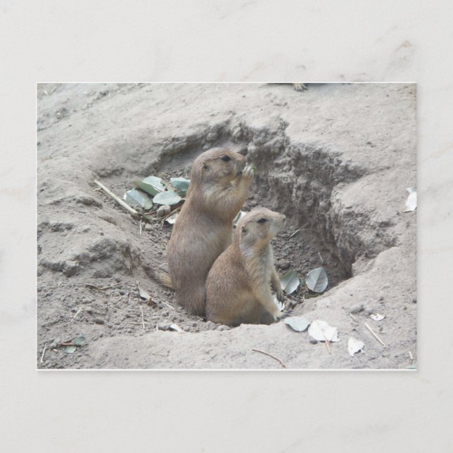 Prairie Dogs Postkarte (Vorderseite)