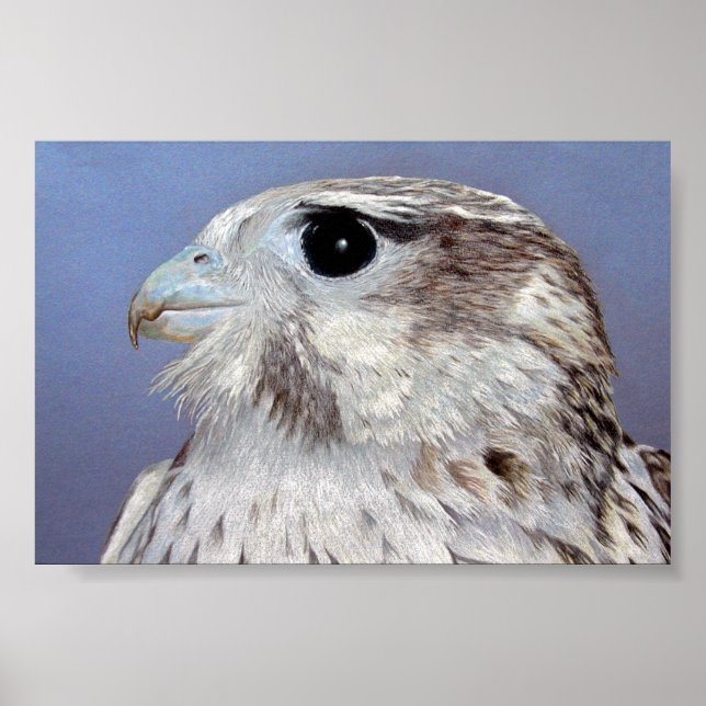 Prairie Falcon Poster (Vorne)