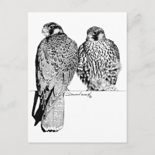 Prairie Falcons Postkarte