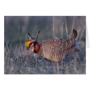 Prairie-Huhn, Tympanuchus