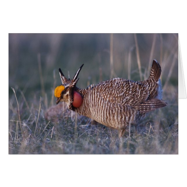 Prairie-Huhn, Tympanuchus (Vorderseite (Horizontal))