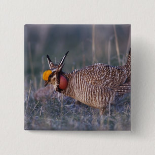 Prairie-Huhn, Tympanuchus Button