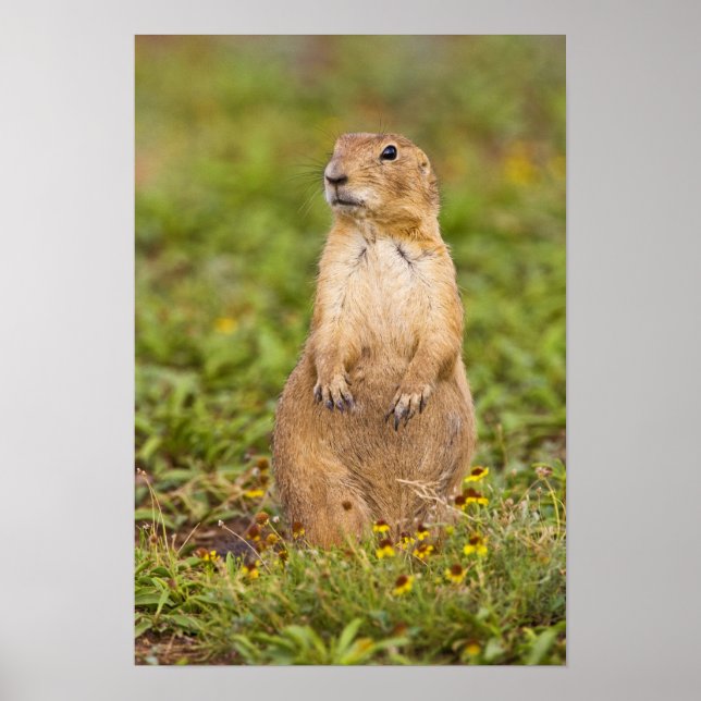 Prairie Hund Cynomys Poster (Vorne)