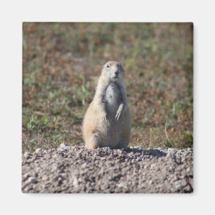 Prairie Hund im Badlands National Park, Interior S Magnet