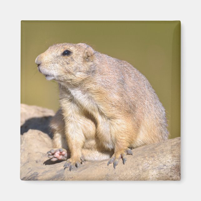 Prairie-Hund Magnet (Vorne)