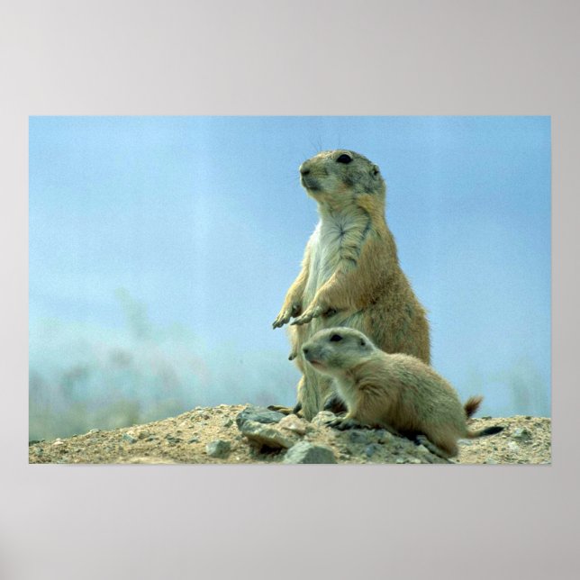 Prairie Hund Mutter und Baby Poster (Vorne)