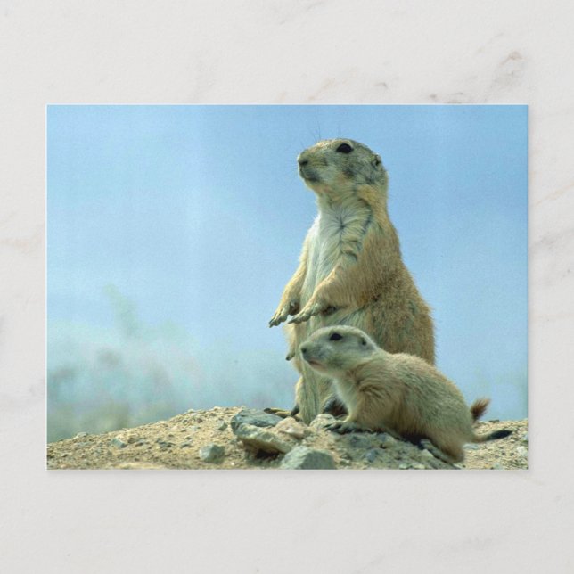 Prairie Hund Mutter und Baby Postkarte (Vorderseite)