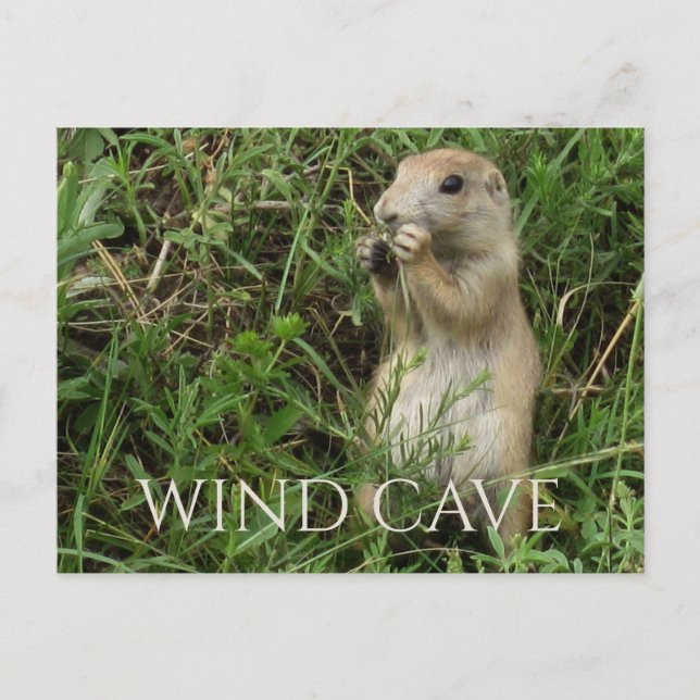 Prairie Hund Stehend in Gras, Eating, WIund Höhle Postkarte (Vorderseite)