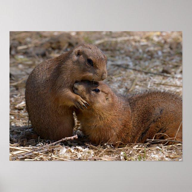 Prairie-Hunde Poster (Vorne)