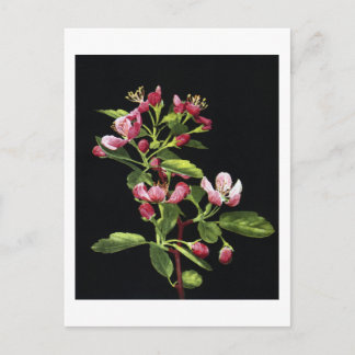 Prairie-Krautapfelblüten Postkarte