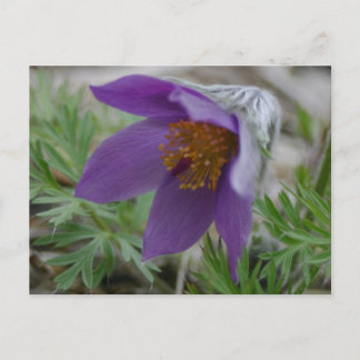 Prairie Pasque North South Dakota Staat Blume Postkarte