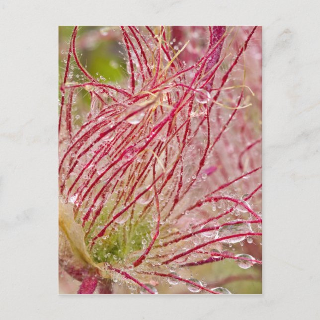 Prairie Smoke im Regen am Theodore Postkarte (Vorderseite)