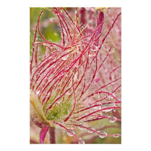 Prairie Smoke im Regen bei Theodore Fotodruck