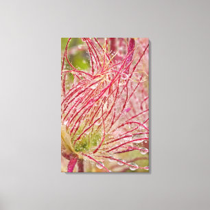 Prairie Smoke im Regen bei Theodore Leinwanddruck