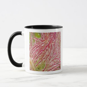 Prairie Smoke im Regen bei Theodore Tasse