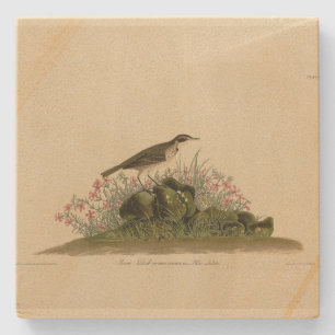 Prairie Titlark (Pipit) Audubons Vögel von Amerika Steinuntersetzer
