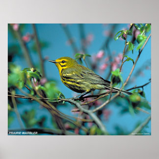 Prairie Warbler Poster