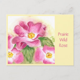 Prairie Wild Rose Post Card Postkarte