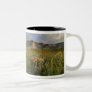 Prairie-Wildblumen im Many Glacier Valley bei Zweifarbige Tasse