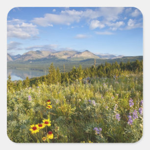 Prairie-Wildblumen und Lower Two Medicine Lake Quadratischer Aufkleber