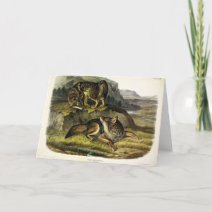 Prairie Wolf (Coyote) von Audubons Quadrupeds Karte