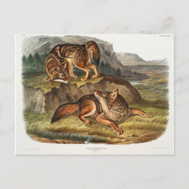 Prairie Wolf von John Woodhouse Audubon Postkarte (Vorderseite)