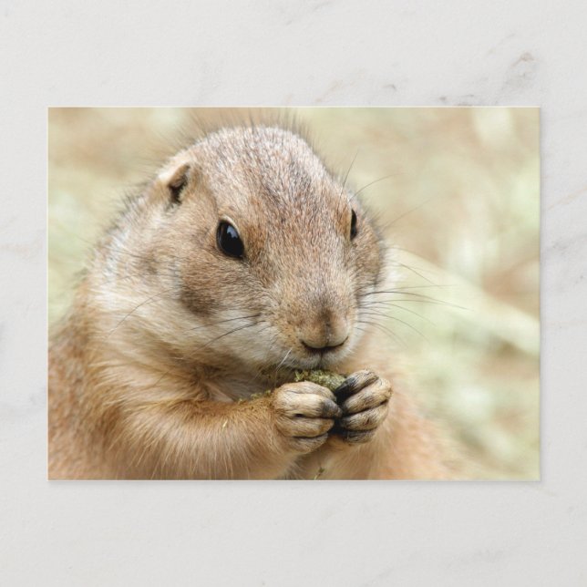 Prairiedog Postcard Postkarte (Vorderseite)