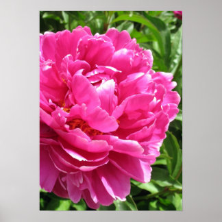 Praktisch perfektes Peony Poster